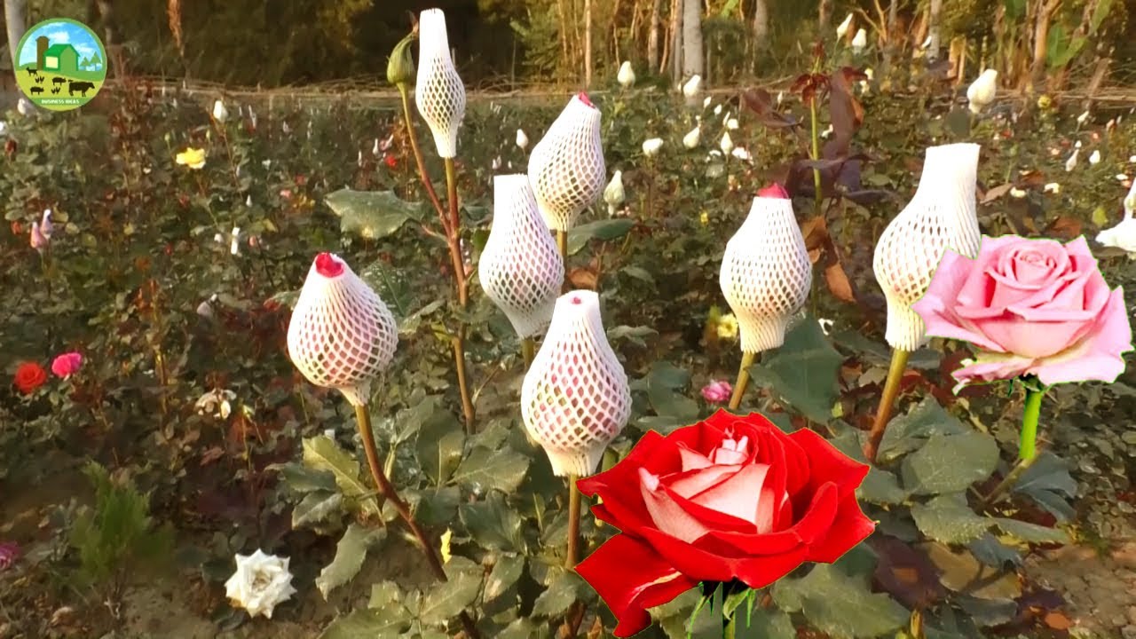 Update 135+ decoration flowers cultivation super hot - seven.edu.vn