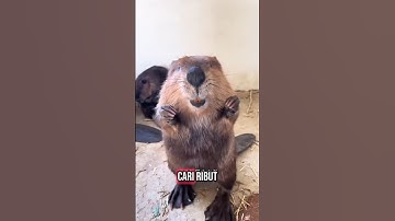Berang Berang Unik Dari Canada 🦫🦫
