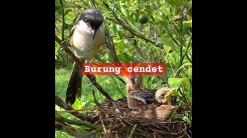 Indahnya sarang burung di alam bebas. #trending #cendet #kicaumania #trending #birds #viralvideo