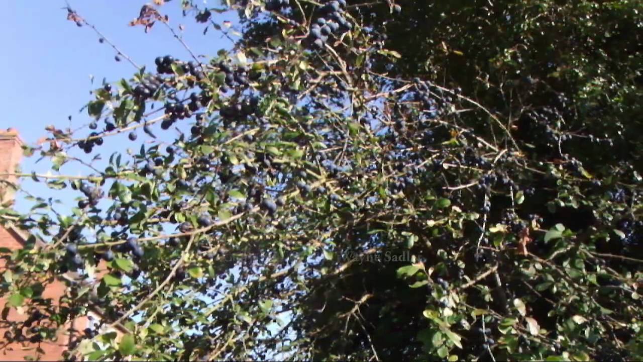 How To Make Sloe Gin >> The Sloe (Blackthorn) berries and how to ID them for Sloe ... How To Make Sloe Gin >> The Sloe (Blackthorn) berries and how to ID them for Sloe ...