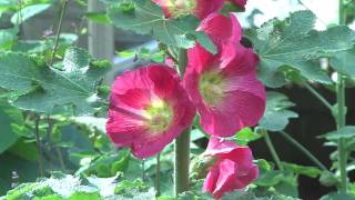 Jvc Pro Hdcam Gy-Hm790