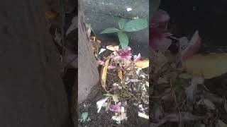 Journey of a Seed to a Sapling