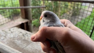 Selling ALL my BABY Birds [Plus tour of a Exotic Bird Auction]