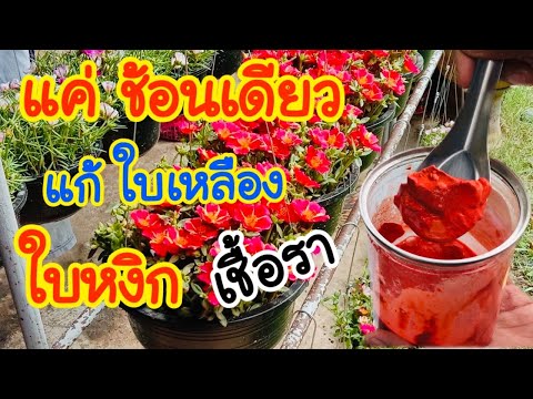 แค่ช้อนเดียว แพรเซี่ยงไฮ้ และพืชผักสวนครัว หยุดการใบเหลือง และแก้เชื้อราในดิน