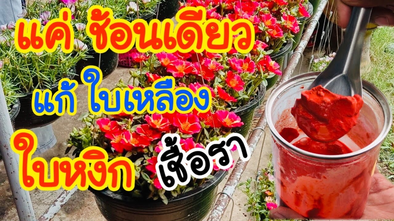 แค่ช้อนเดียว แพรเซี่ยงไฮ้ และพืชผักสวนครัว หยุดการใบเหลือง และแก้เชื้อราในดิน