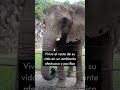 #shorts El rescate de Mundi 🐘