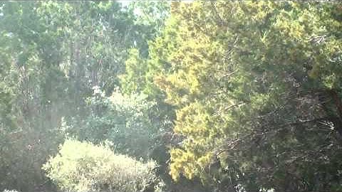 Mountain Cedar Tree Exploding With Pollen!