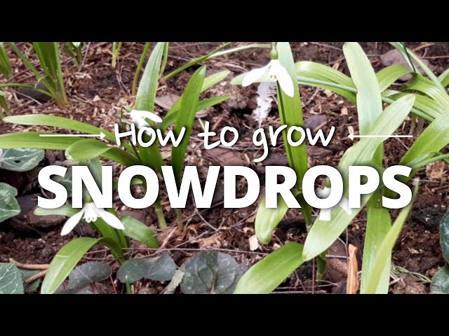 A Simple Guide to Growing Snowdrops class=