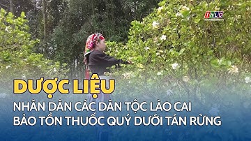 Nhân dân các dân tộc Lào Cai bảo tồn thuốc quý dưới tán rừng | THLC