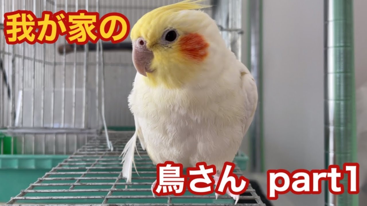 我が家の鳥さん   オカメインコ　   