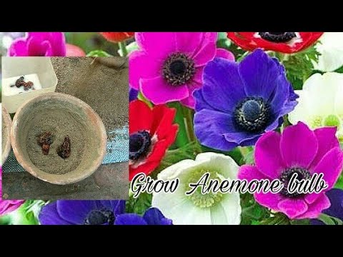 Come far crescere la lampadina Anemone