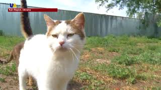 Every Dog Has Its Day First Animal Protection Shelter To Be Built In Kyiv