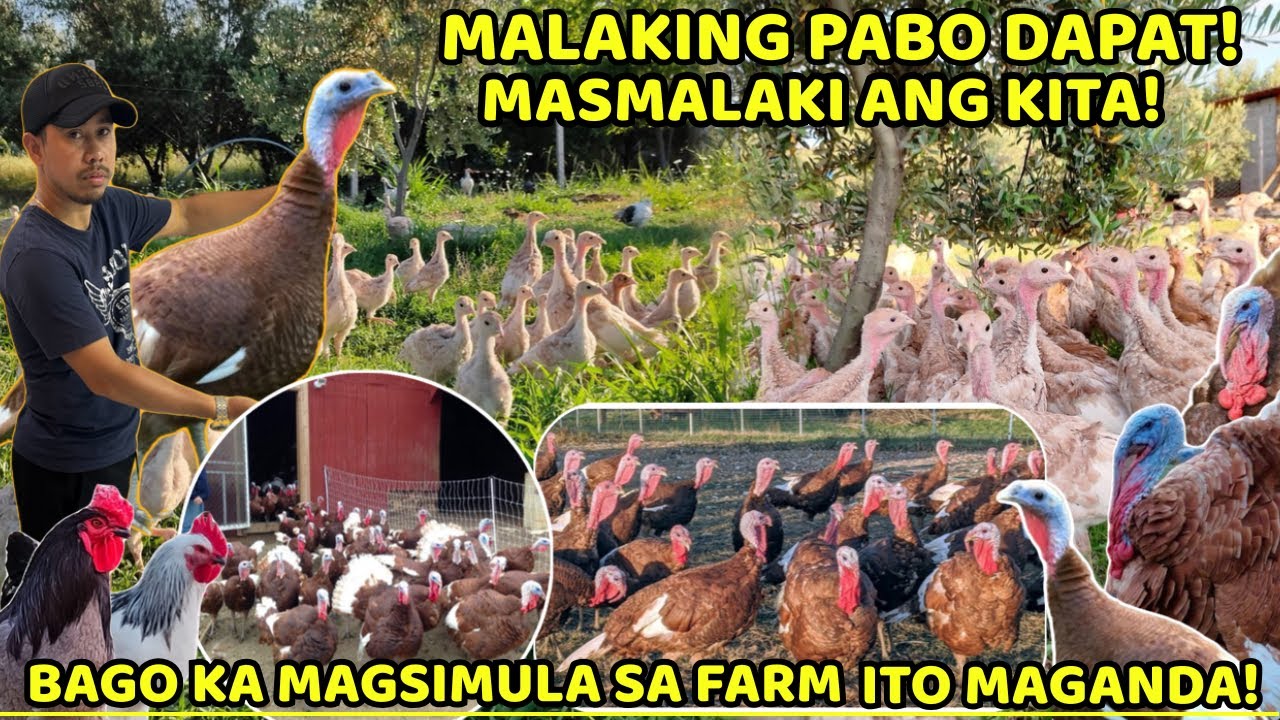 MALAKING PABO DAPAT MASMALAKI ANG KITA - BAGO KA MAGSIMULA SA FARM ITO MAGANDA, PABO/TURKEY FARMING 