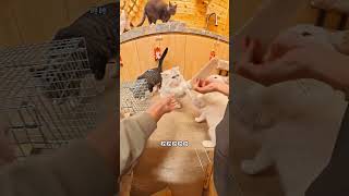 終於把豬咪抓住嘎蛋了！#貓咪日常 #cat #生活 #pets #cute #shorts #funny