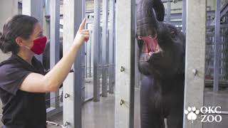 Eehv Monitoring And Preparedness At The Okc Zoo