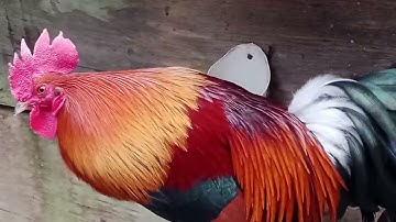 saib qaib dib qua zoo heev 16/12/2023