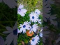 #shorts #ytshorts #youtubeshorts #flower #flowers #nature #naturelovers #garden #gardening #plants