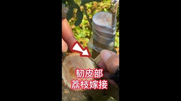 荔枝果樹秋季嫁接的操作過程，教你如何挑皮嫁接果樹新品種？The operation process of lychee fruit tree grafting in autumn, teach you