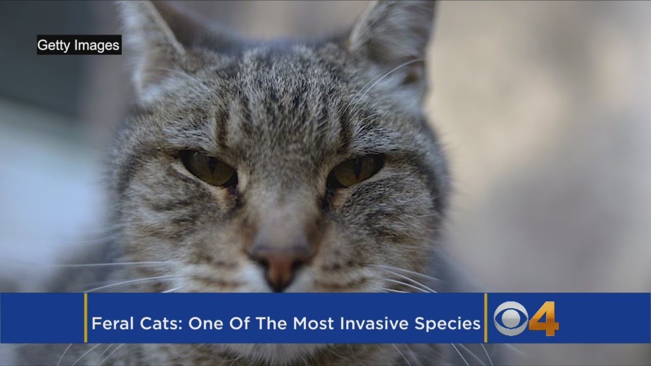 Feral Cats Make Western Governor's List Of Invasive Species YouTube