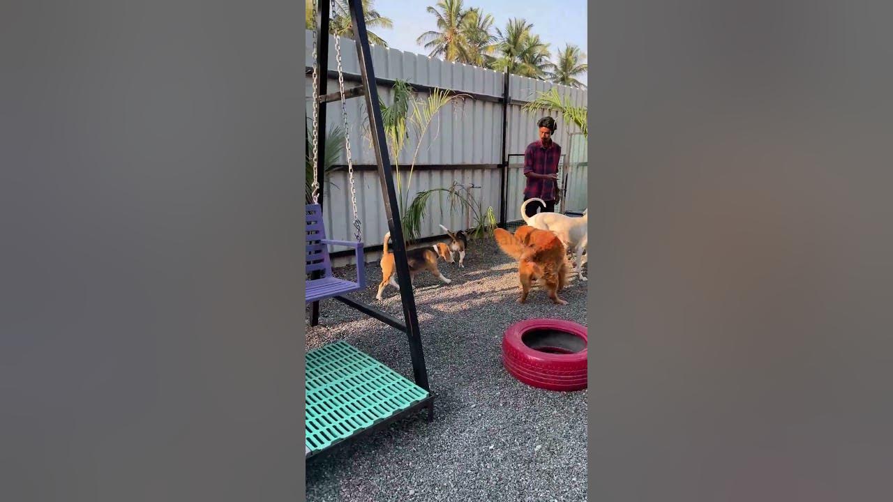 🐾Coimbatore Dog Boarding💥 dogboarding coimbatore prasanth360 shorts