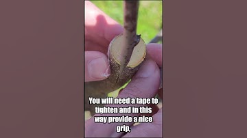 Thumbnail of How to graft plum