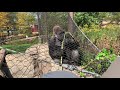 Como Live: World Gorilla Day