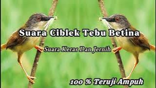 Ciblek Tebu Betina Cocok Untuk Pacingan Dan Masteran || 99% Langsung Nyaut‼️