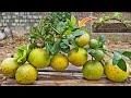 Cool method how i propagation grapefruit tree from cutting  give large and many fruits