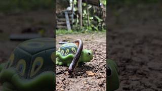 Seconds And Seconds, Giant Millipedes Walk On The Turtles Back