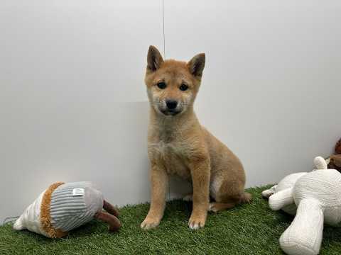 Video van Shiba Inu Femelle Sesame - PUP-ID 014729296 | Dierenhof Debrabandere
