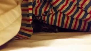 Cat hides under Doona by Nutmeg the Abyssinian 96 views 7 years ago 30 seconds