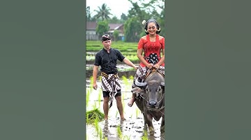 Bahagia di sawah saat hujan turun #shorts #desa #jawa #budaya #bule #sawah #kerbau #hujan #rain