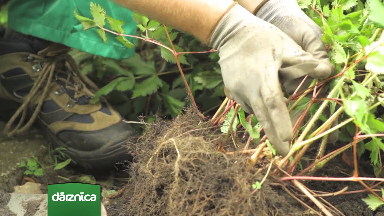 Augusta mēneša augs - Astilbe