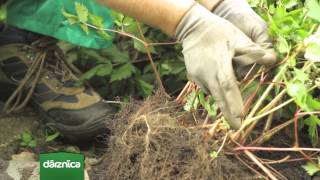 Augusta Mēneša Augs - Astilbe