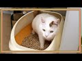 【レビュー】ニャンとも清潔トイレのマット交換といつものお手入れ〜猫のトイレ掃除〜Cleaning the cat litter box