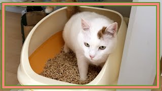 【レビュー】ニャンとも清潔トイレのマット交換といつものお手入れ〜猫のトイレ掃除〜Cleaning the cat litter box