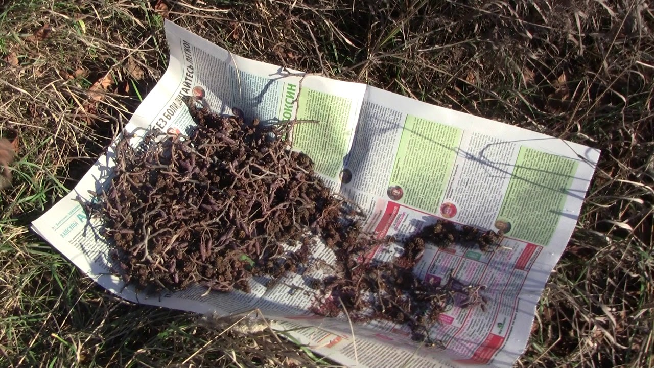 Как вырастить ольху. Сбор семян. Часть 1.