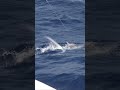 Black marlin magic in slomo