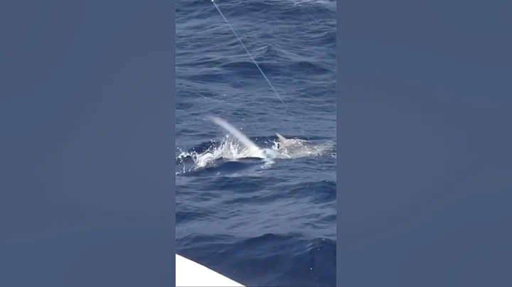 Black marlin magic in slomo