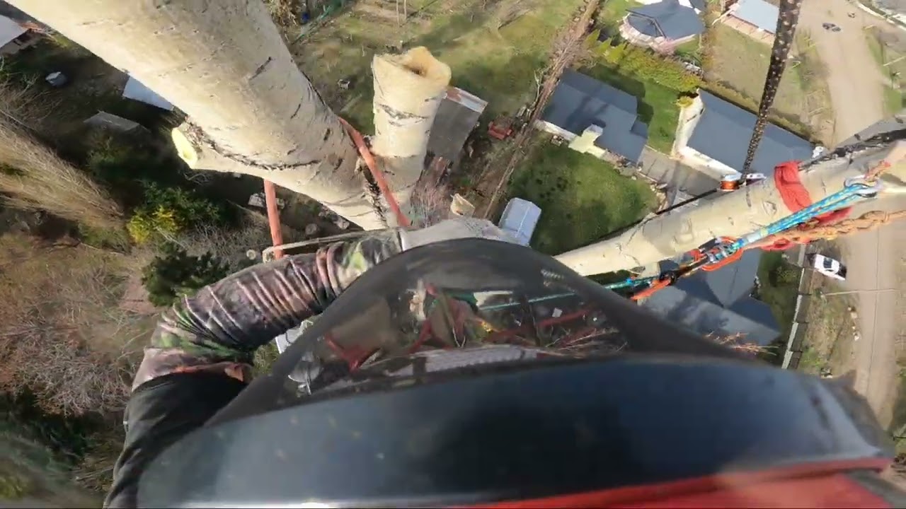 Retiro de copa de Populus Nigra por medio se suspensión con cuerdas