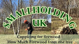 Coppicing for Firewood | How Much Firewood From One Tree