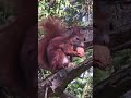 Ein Einhörnchen kommt selten allein