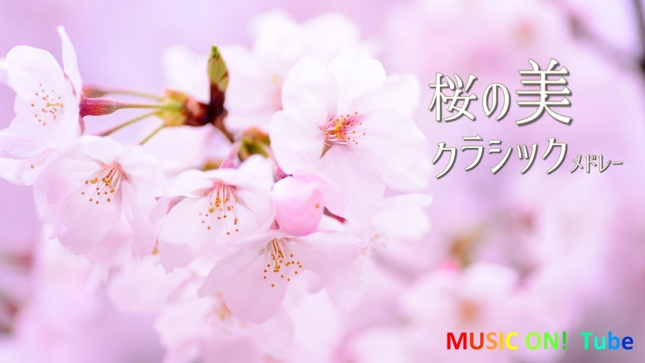澄んだきれいな気持ちになれる 桜のようなクラシック 鑑賞用bgm リラックス用bgm Youtube