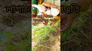 Garlic grow at home #garlic #mini shorts#vlog #garlicfarm