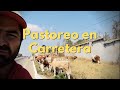 Pastoreo en carretera