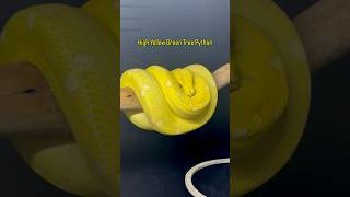 High Yellow Designer Green Tree Python at Ari Elli Max Arboreals
