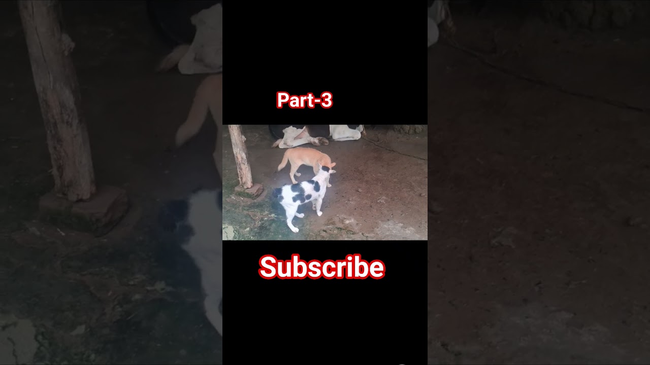 #subscribe #like#share#comment#short#black cat#viral#like#comment#share