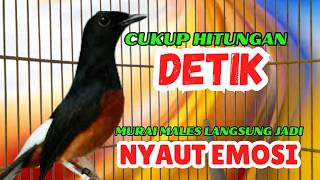 DALAM HITUNGAN DETIK, MURAI MALES JADI GACOR DENGAR PANCINGAN MURAI INI❗❗