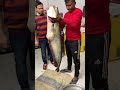 A Boiled Fish Of Large Size Fish Hunting Catching The Big Boal Fish Shorts Shortvideo A Boiled Fish Of Large Size Fish Hunting Catching The Big Boal Fish Shorts Shortvideo
