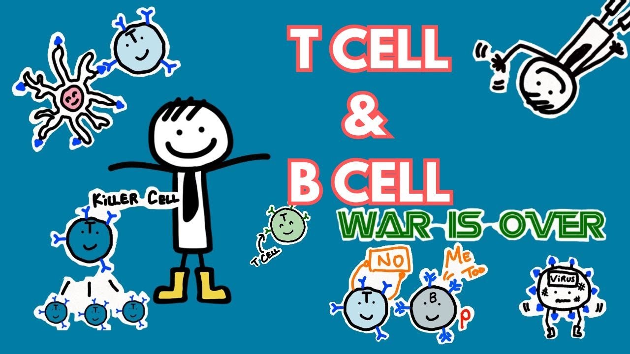 T Cells and B Cells #science #funnyvideo #cartoon - YouTube